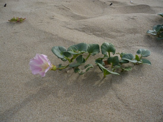 Spiaggia di giugno