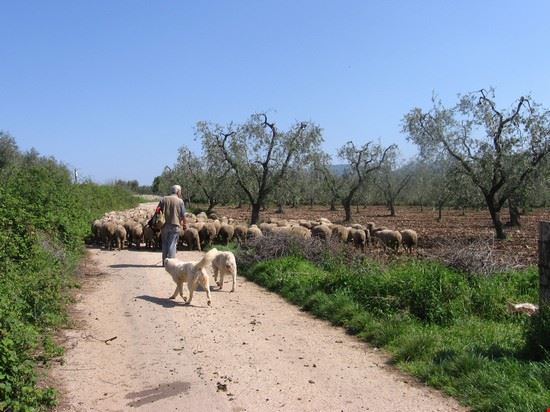 Cagnano Varano