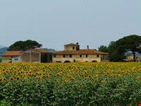 Fattoria e Girasoli