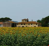 Fattoria e Girasoli Fattoria e Girasoli