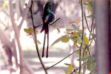 Colibrì