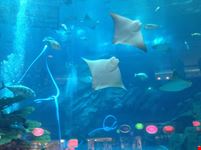 acquario nel Dubai mall