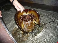 Aquarium