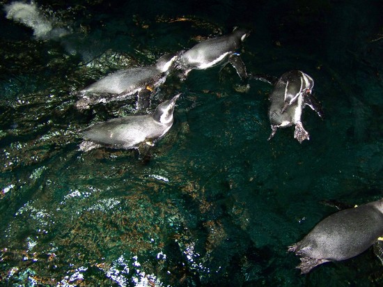 Oceanario di Lisbona