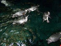 Oceanario di Lisbona