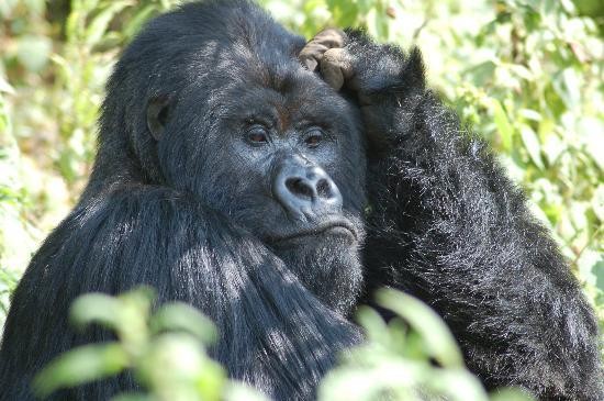 gorilla kampala