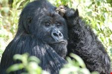 gorilla kampala