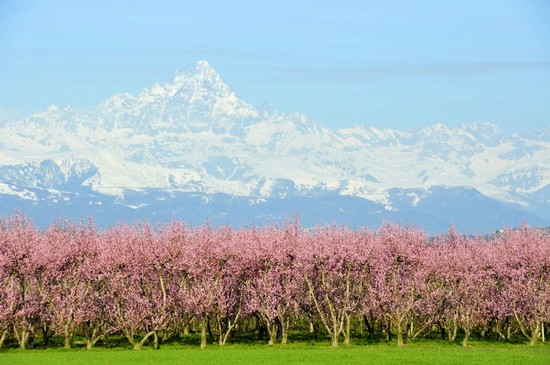 Il Monviso tra i fiori di pesco