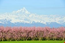 Il Monviso tra i fiori di pesco