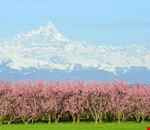 Il Monviso tra i fiori di pesco Il Monviso tra i fiori di pesco