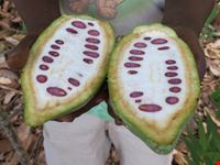 Cacao