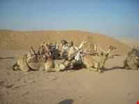 in the middle of the desert sharm el sheikh