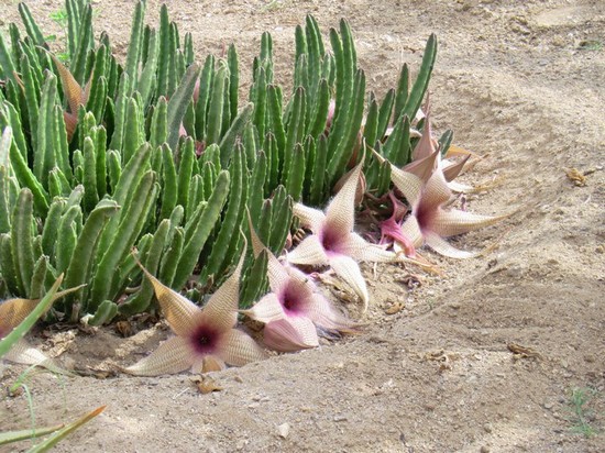 Boa Vista