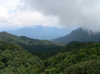 Foresta tropicale