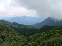 Foresta tropicale