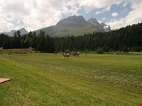 POLO SULL'ERBA