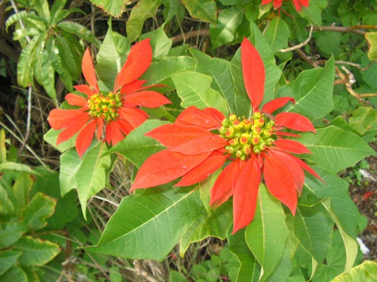 la flora
