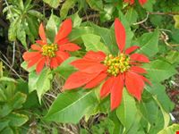la flora