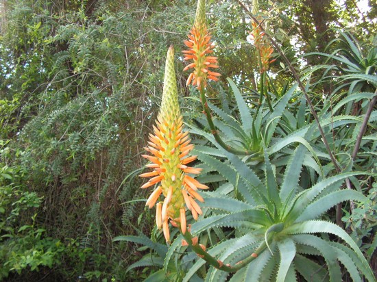 aloe