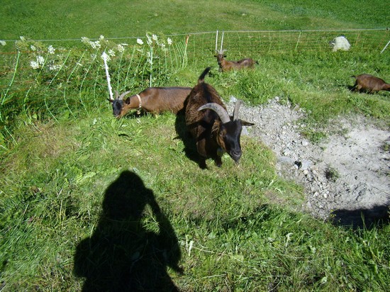 CAPRETTE A PONTRESINA