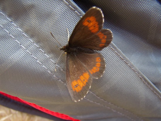 NATURA