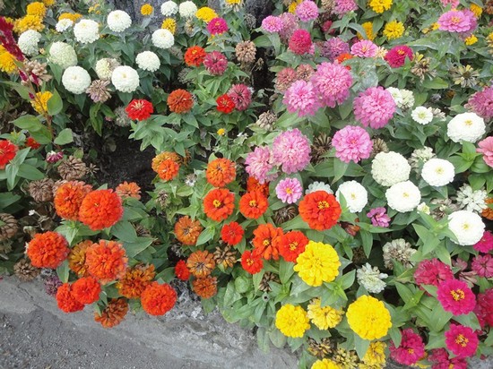 Fiori