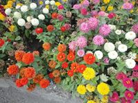 Fiori