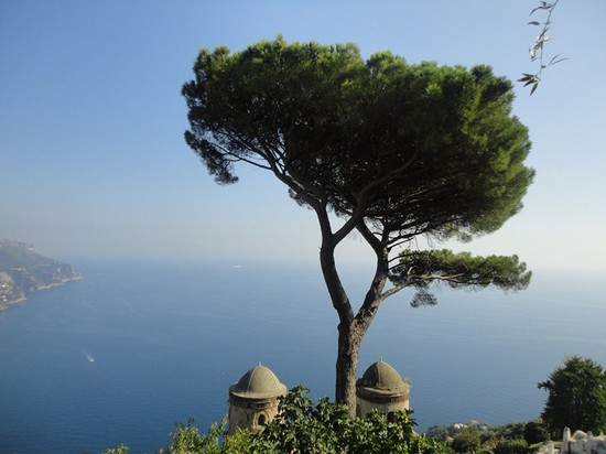 Il più famoso albero di Ravello! villa Rufolo