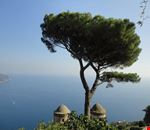Il più famoso albero di Ravello! villa Rufolo Il più famoso albero di Ravello! villa Rufolo