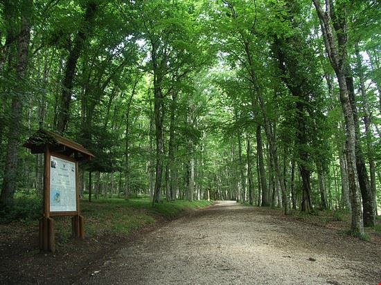 Foresta Umbra vieste
