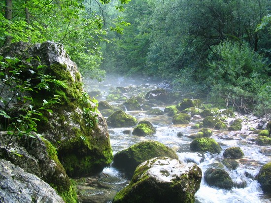 IL BOSCO DEGLI ELFI