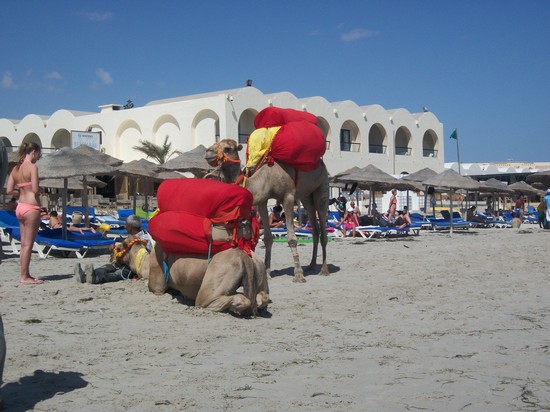 spiaggia e dromedari