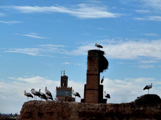 Cigüeñas de Marrakech
