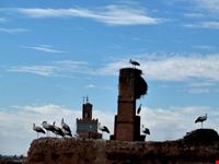 Cigüeñas de Marrakech