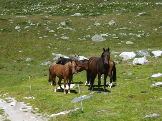 MUOTTAS MURAGLES CAVALLI