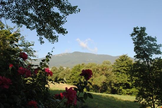  Cetona  