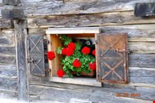 Fiori