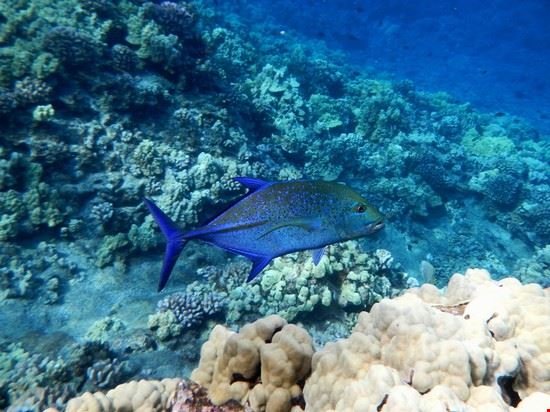 Immersioni - Fondali - ©SNORKELINGDIVES.COM - ©SNORKELINGDIVES.COM - CC BY 2.0
