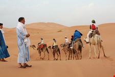 camel caravan 