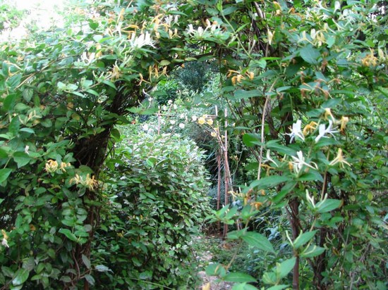 Archi di caprifogli e rose in fiore