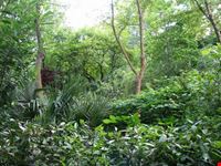 Il bosco lussureggiante
