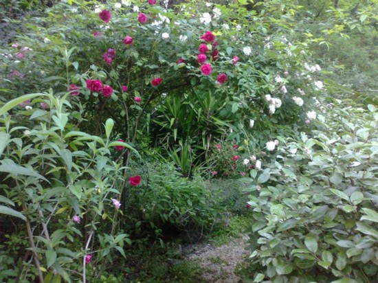 Suggestivi archi con rose in fiore