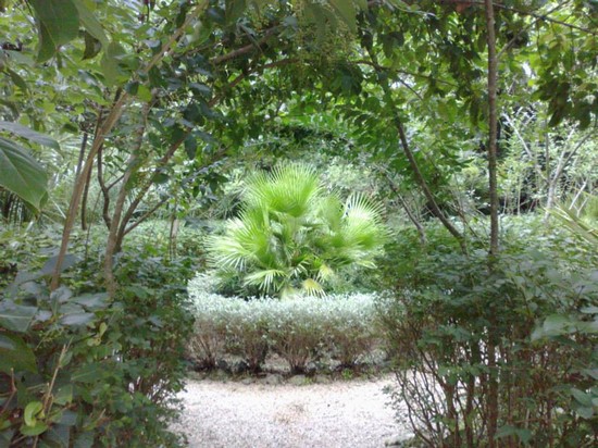 Palme e tunnel di ligustri