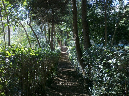 Il viale storico del giardino