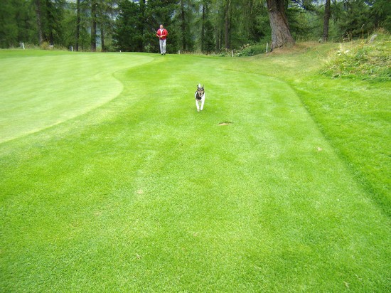 GOLF