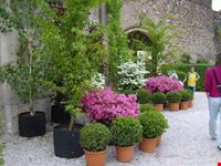 FESTA DEI FIORI