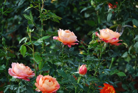 Rose Rosa