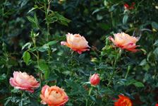 Rose Rosa