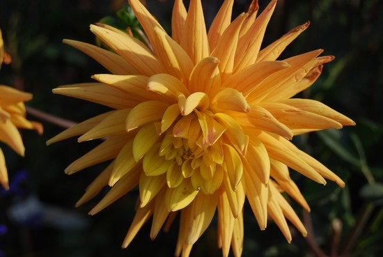 Natura Speciale