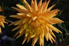 Natura Speciale